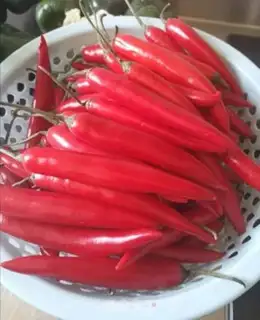 Make Homemade pepper sauce step 0