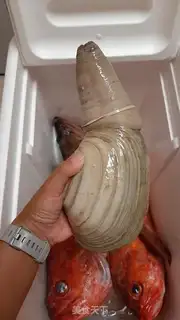 Make The ivory prick step 0