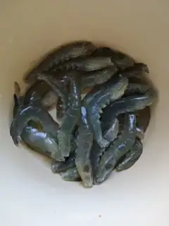 Make Shrimp step 0
