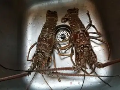 Make Garlic butter roasted lobster step 0