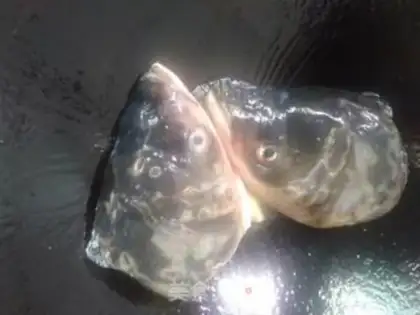 Make Coughfish head soup step 4