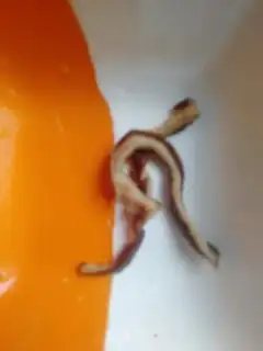 Make The fragrance step 1