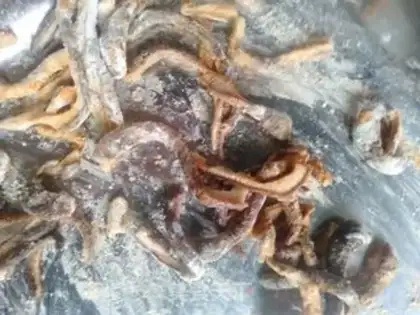Make The fragrance step 4