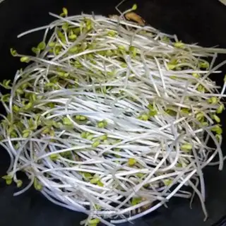Make Soybean sprouts step 5