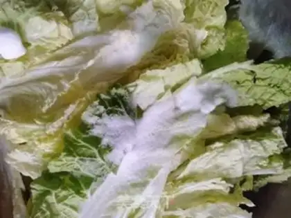 Make Korean cabbage step 1