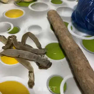 Make ♪ Sandworm truffle bone soup ♪ step 1
