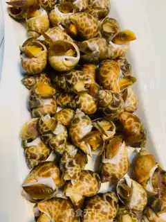 Make The white snail step 3