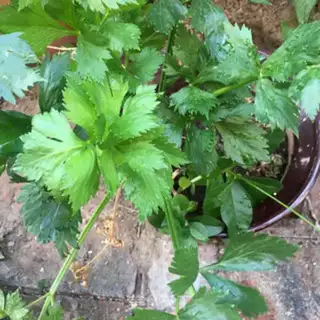 Make Celery, shrimp and eggs step 0