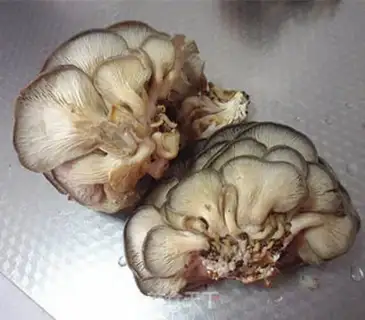 Make Fry pepper mushrooms step 0