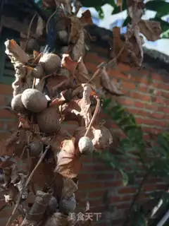 Make Peaches and pigeons step 0