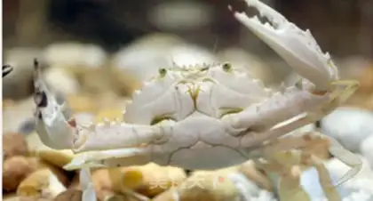 Make Ginger crabs step 0