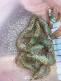 Make Spicy shrimp for pumpkin noodles step 0