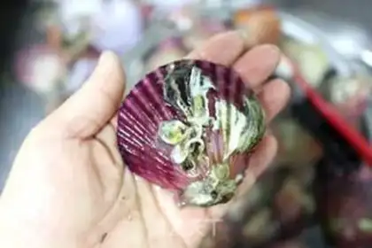 Make A scallop fan step 4