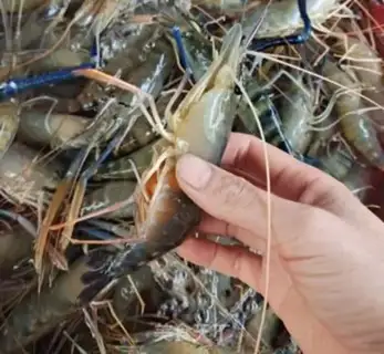 Make Shrimp step 0
