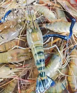 Make Shrimp step 1