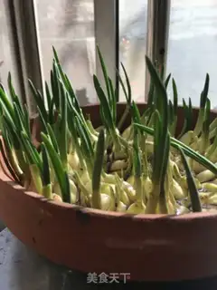 Make Garlic plum step 1
