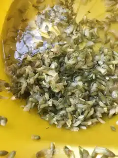 Make Beefball broccoli soup step 1