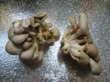 Make Pelican mushrooms step 0