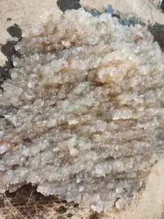 Make Homemade shrimp step 2