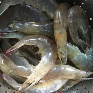 Make Shrimp step 2