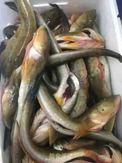 Make Sunshine fish dry step 1