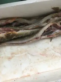 Make Sunshine fish dry step 3