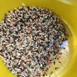 Make Three-coloured, rough rice step 1