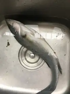 Make Pickles step 0