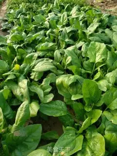 Make Garlic spinach step 0