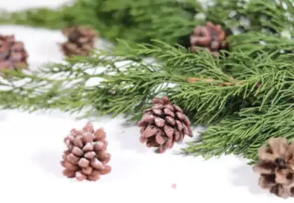 Make Christmas pine cookies step 13