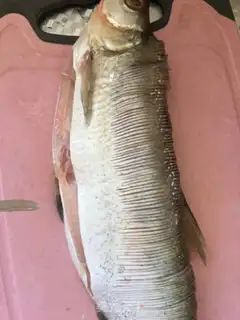 Make Soy sauce, white fish step 0