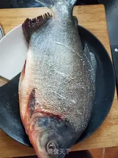 Make Squidfish step 1