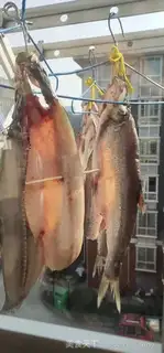 Make Squidfish step 0