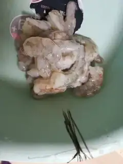 Make Shrimp rolls step 2