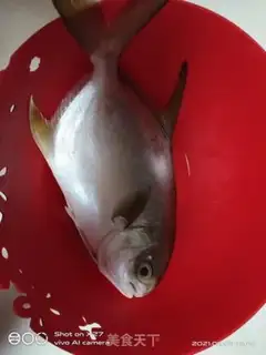 Make Squidfish step 0