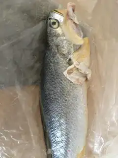 Make Red-hot yellowfish step 0