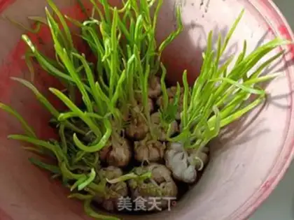 Make Garlic and intestines step 0