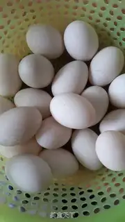 Make Salt-water bubbled duck eggs step 0