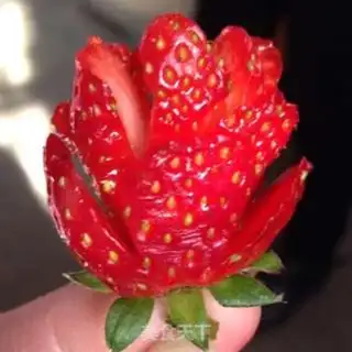 Make Strawberry roses step 3
