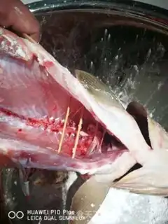 Make Jealous carp step 6