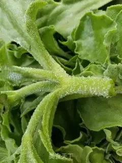 Make Ice salad step 0