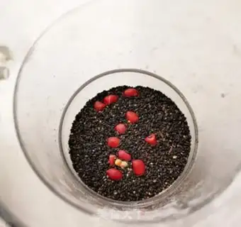 Make Little red flower soup step 1