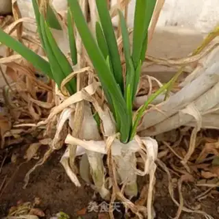 Make "Spring onions fried sheep