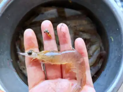 Make Shrimp step 1