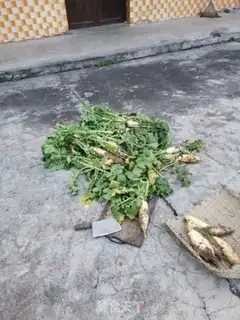 Make Sugar carrots step 0