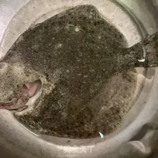 Make Soybeans and ferocious fish step 0