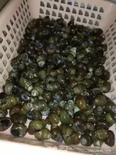 Make A snail