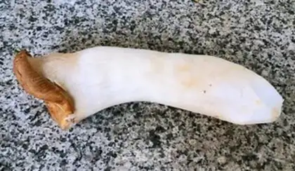 Make Fried almond mushrooms step 0