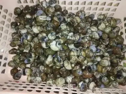Make ♪ The snails of the field ♪ step 1