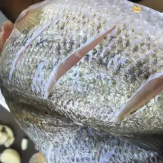 Make Squidfish step 3